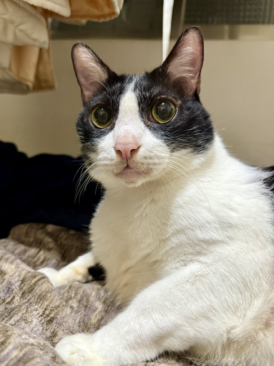 いつも目がBIG👀 #猫がいる暮らし #ネコ #はちわれ #ハチワレ猫 #八