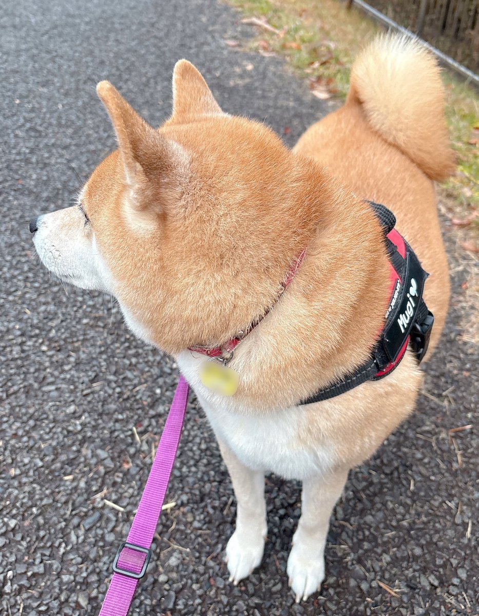柴犬むぎ 柴犬むぎ🌾 (@shiba_mugi_) • Instagram photos and videos