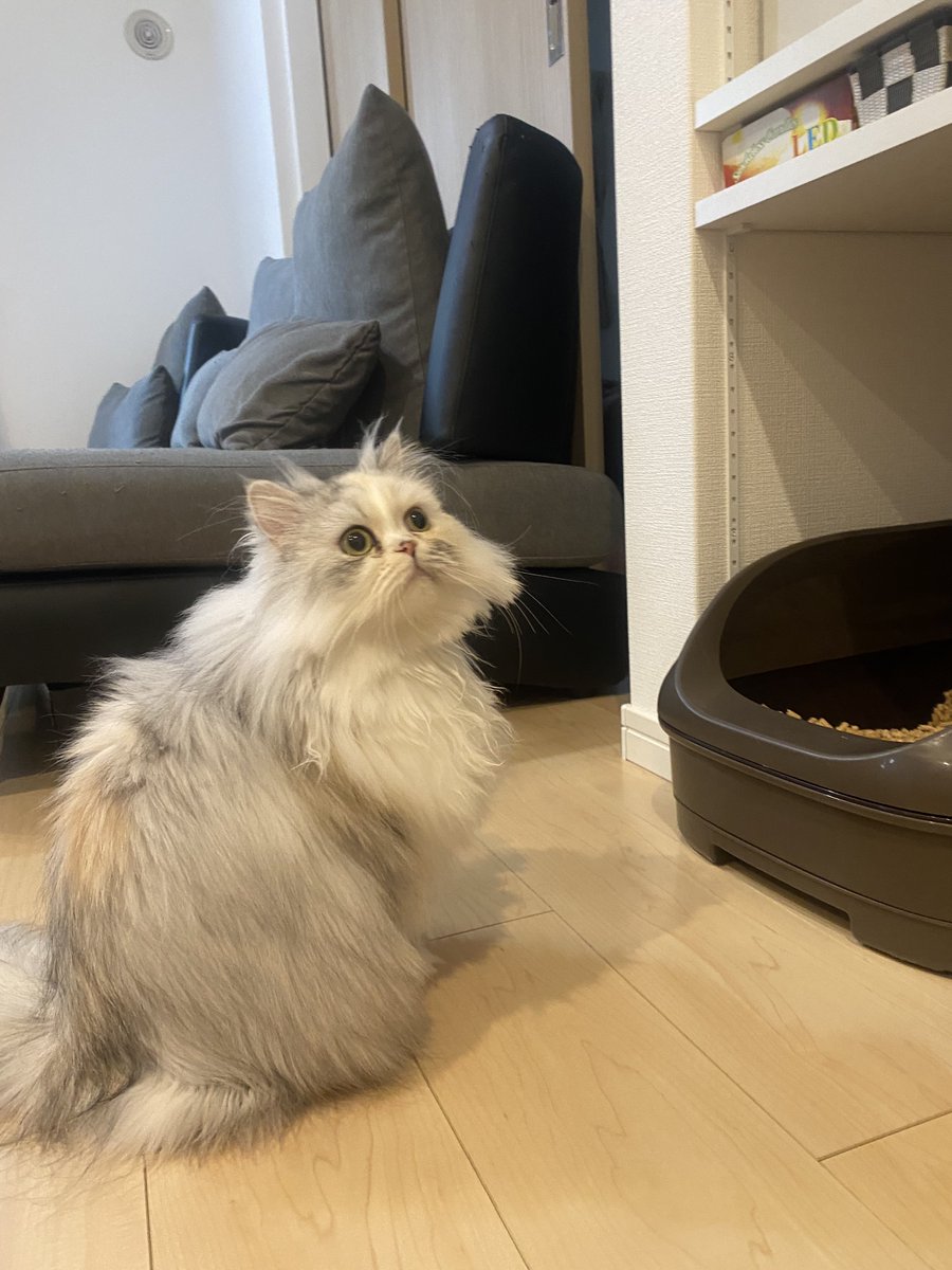 ルナちゃん🎀成長日記🫧 (@cat1121cat) / Posts / X