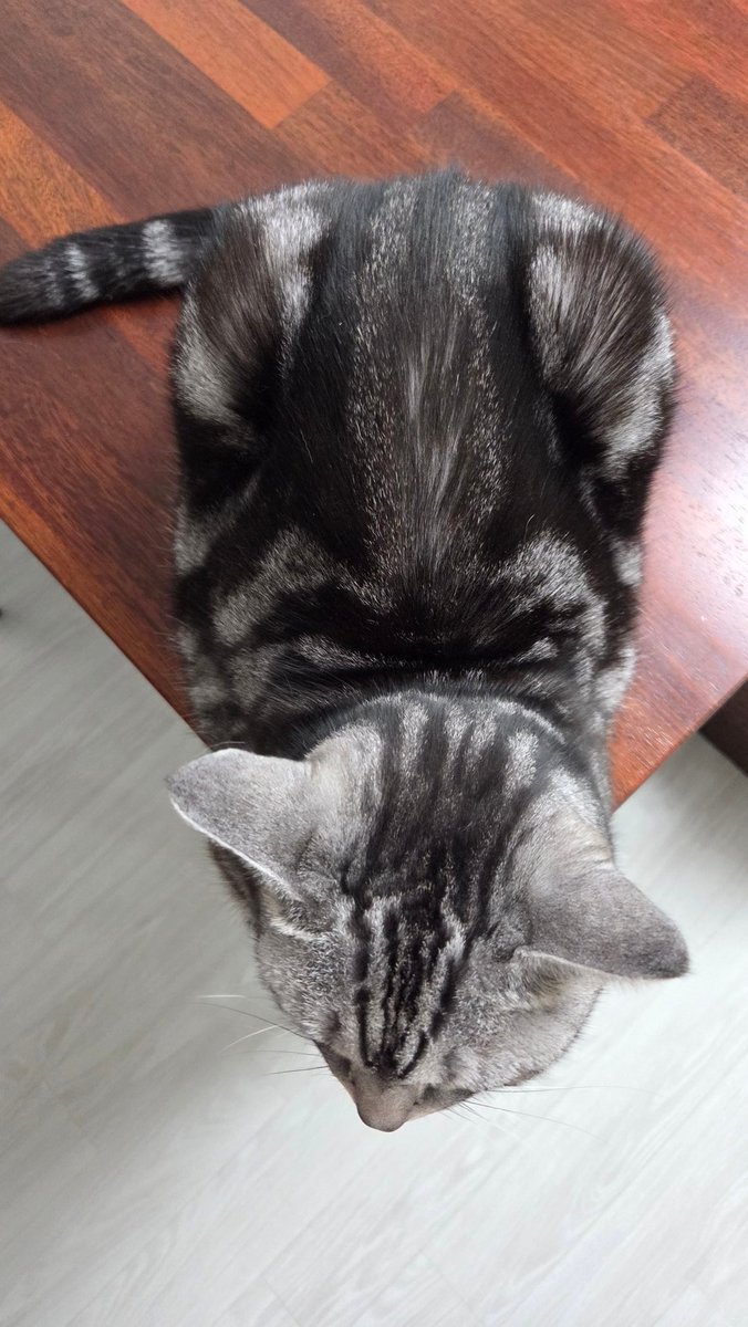 모서리만 좋아하는 고양이