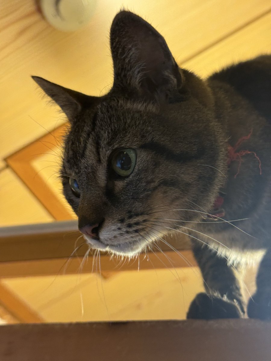 Post by motohiko sakaguti on X: ネコ🐱