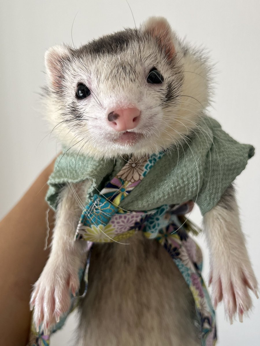 フェレットちゃんマスコット❤️オーダーページ フェレットグッズ