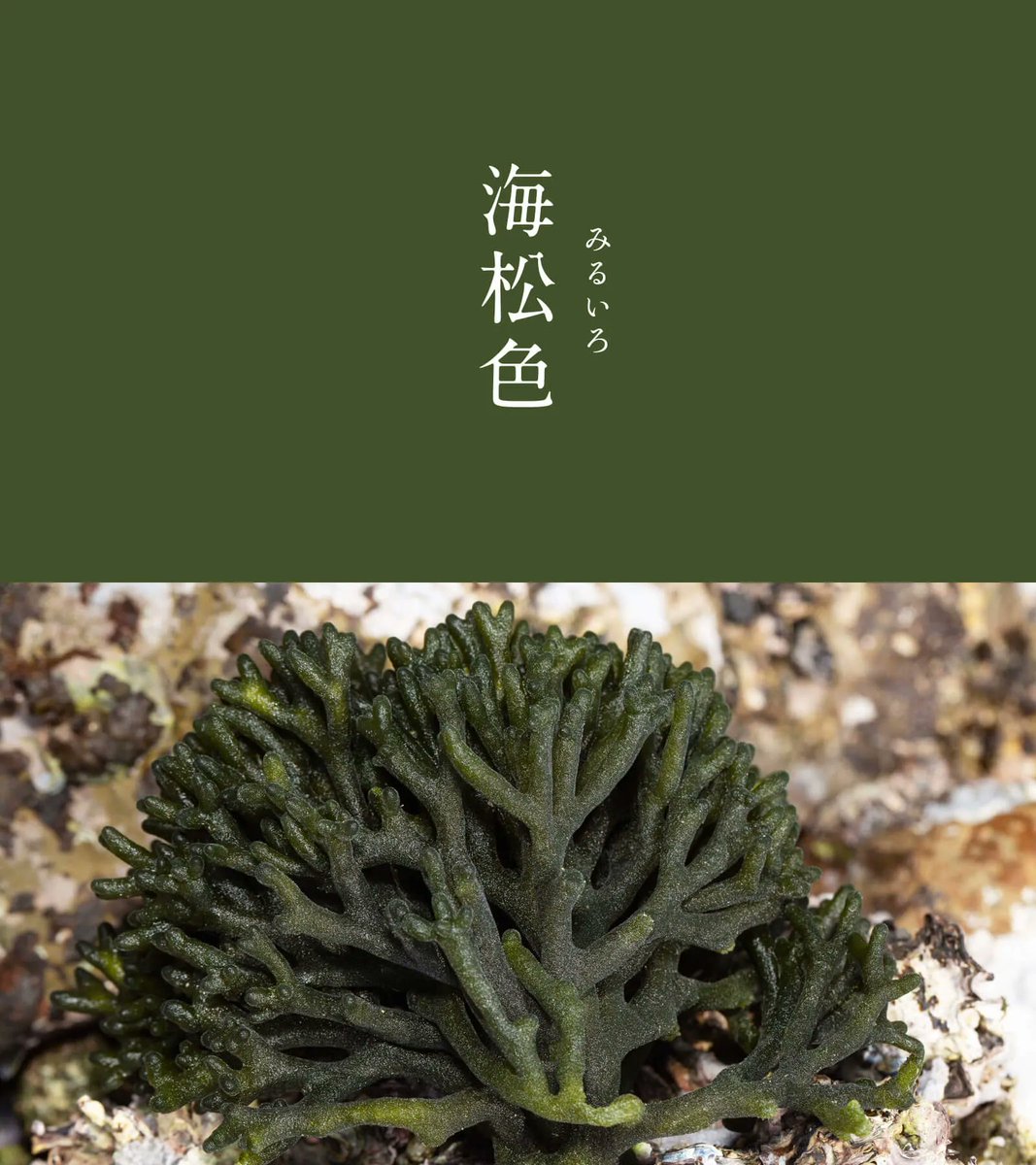 海松色（みるいろ）｜#にっぽんのいろ 海の浅瀬に生える海藻「海松 