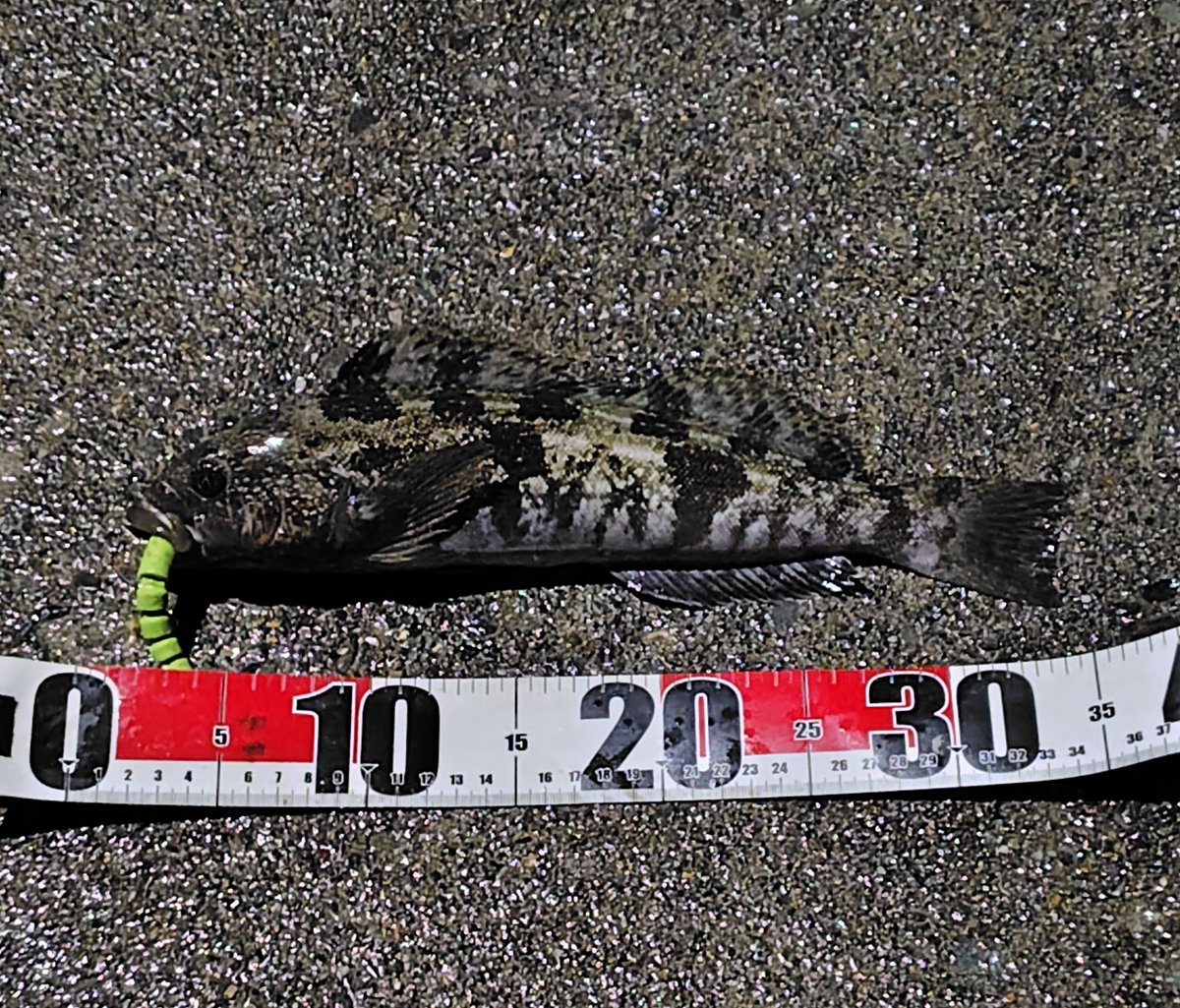 釣り好き集まれ！ Community on X - 2.7K Members