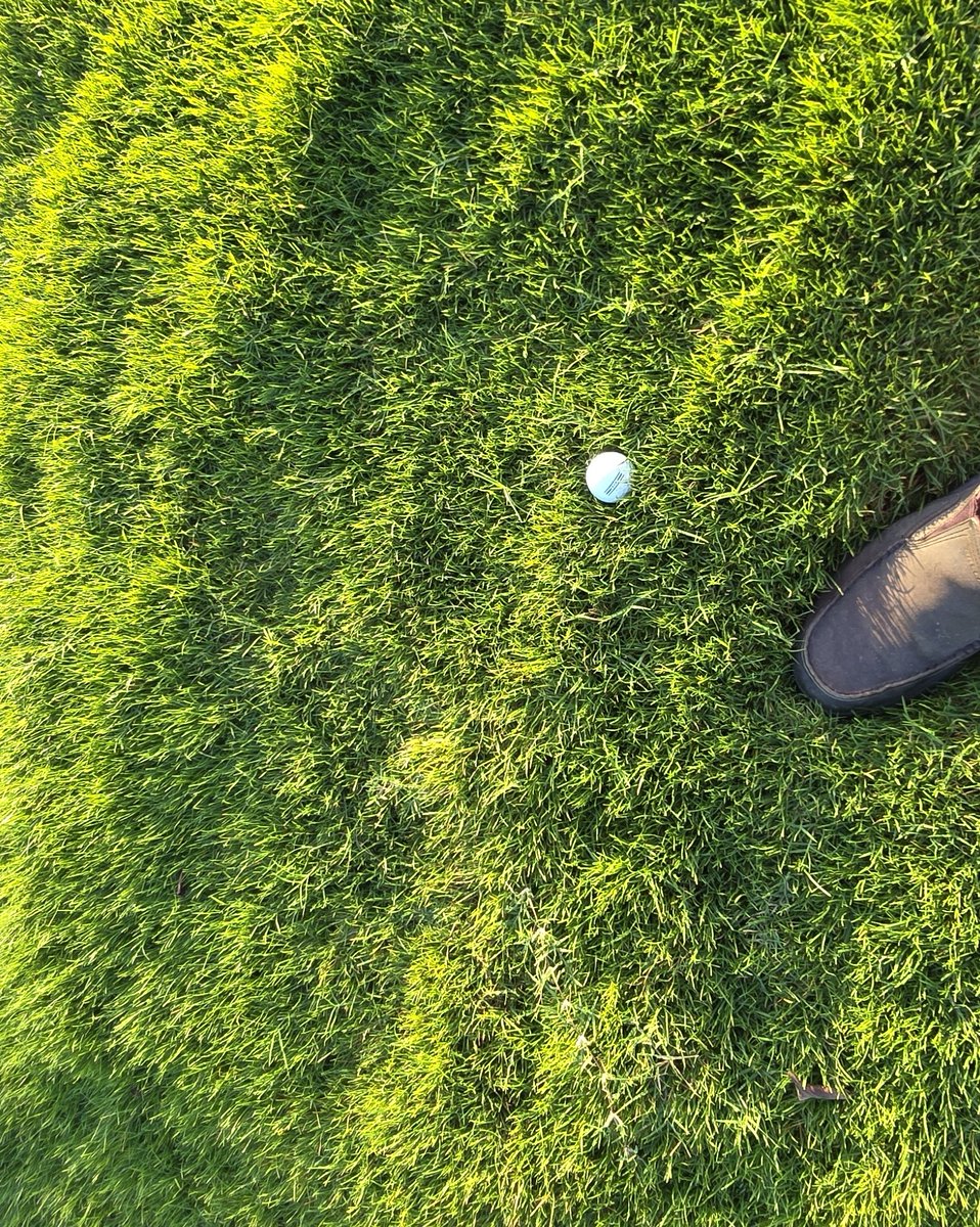 December 21st has always been an important day in warm season grass management for me. Whatever we have today is sort of the baseline to build the rest of the golf season on as sunlight increases day by day. Never had this much Reilly-rough at this time of the year. Must be that