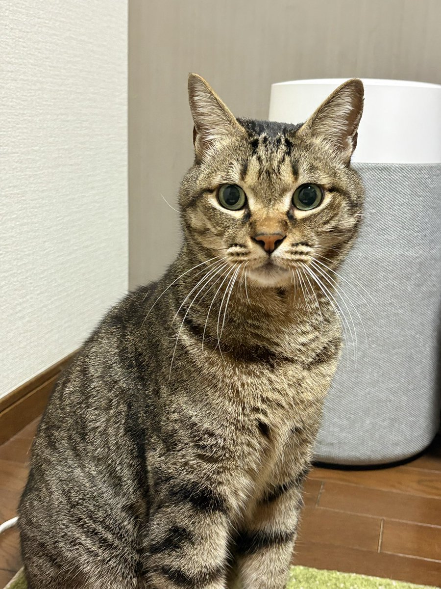 ゆっこ (@yuccobicycle) / Posts / X