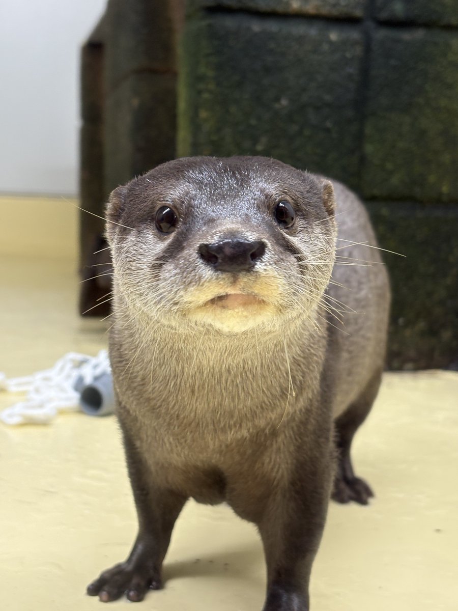 かわうそ 鉄緑会 かわうそ 鉄緑会 かわうそ 鉄緑会 かわうそ 鉄緑会 南ツソ (@x2qjf) / X