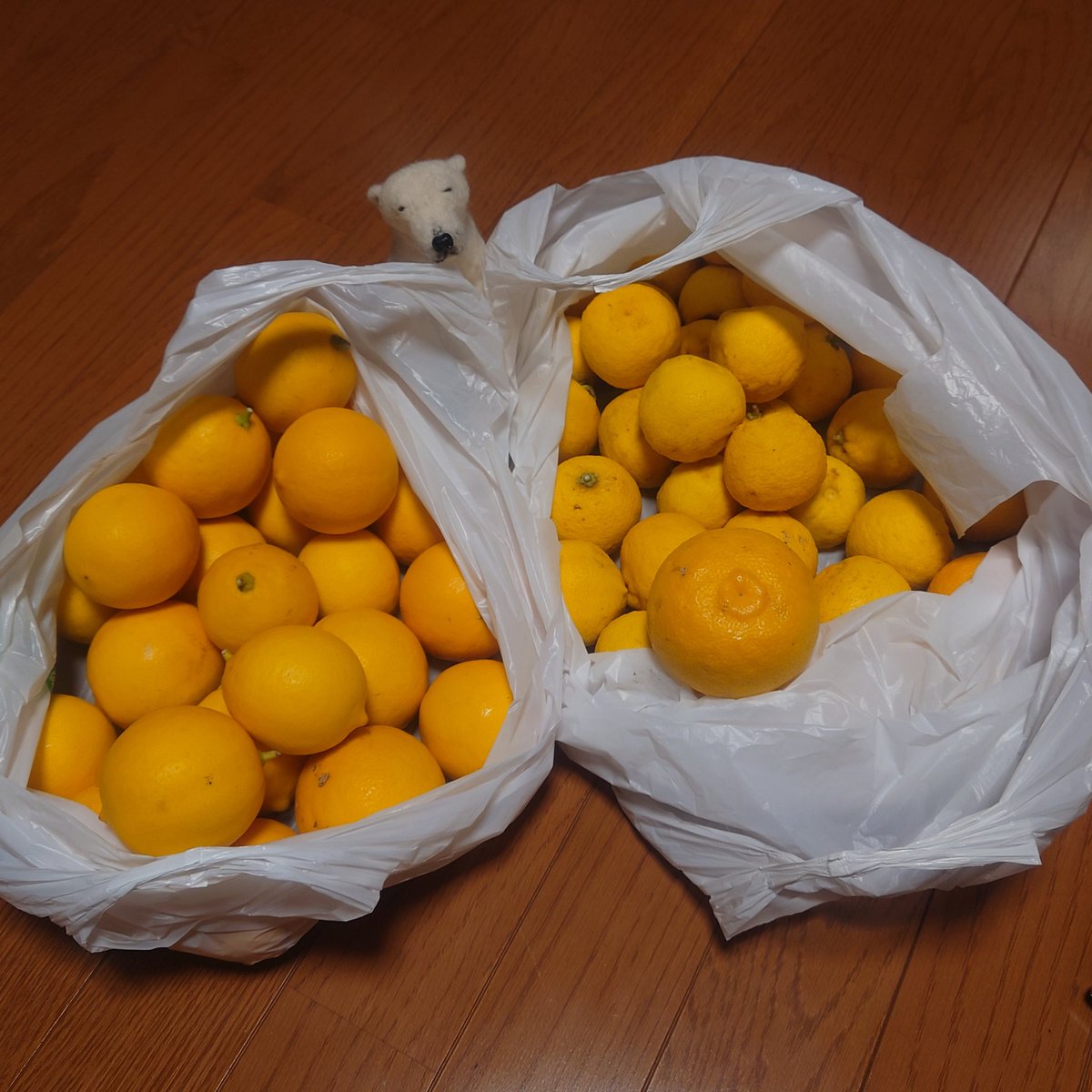 ゆずページ 61zN-mvLr3L.jpg