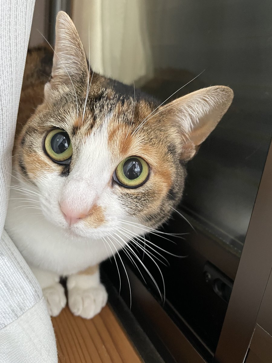 昼ユメカ かわちいねぇ