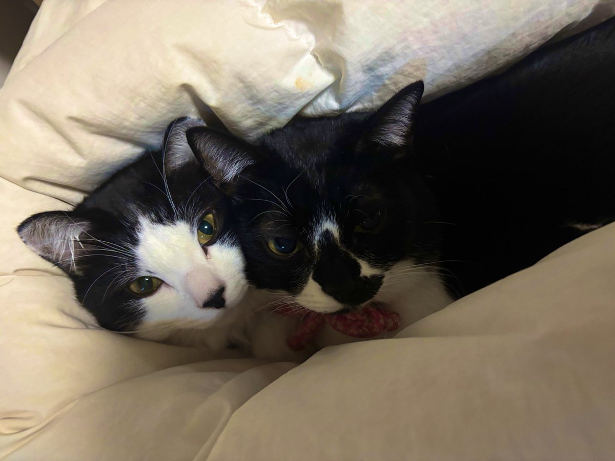 Post by ちょこみんと🍫🌱 on X: おはよ