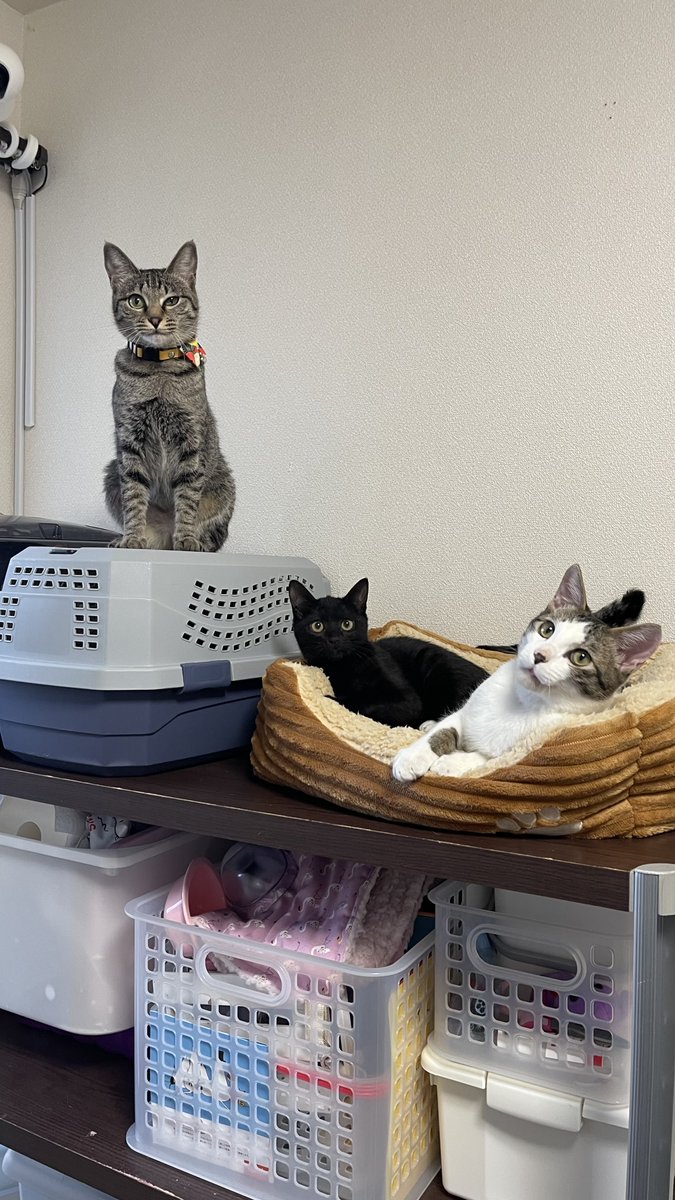 ねこばーぐページ PUSH│ダウンロードページ