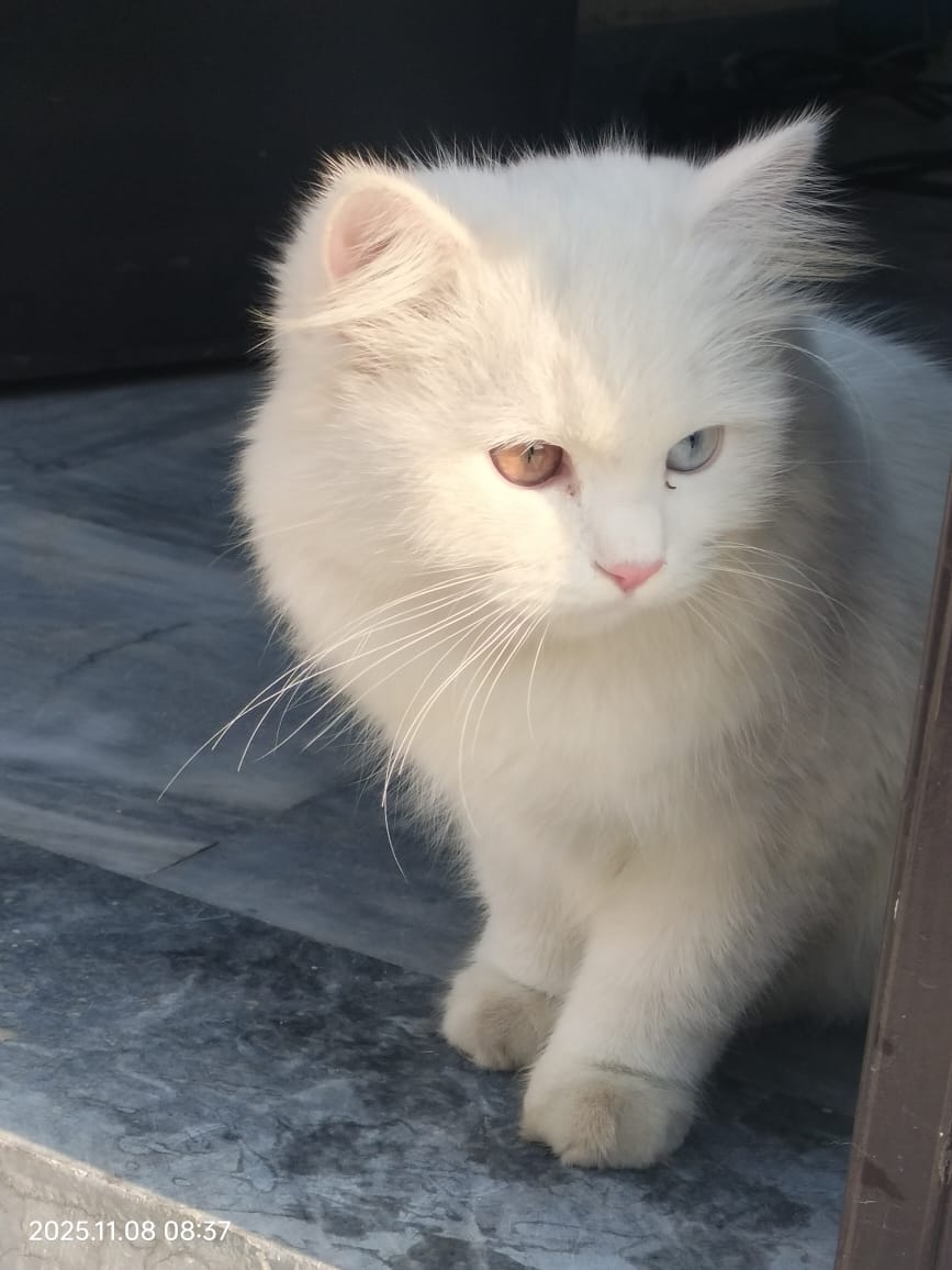 Humaira Raheel tweet media