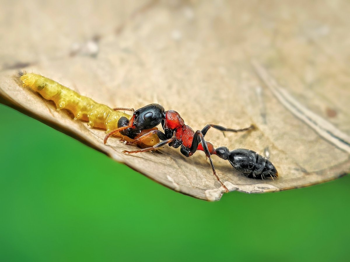 sethy_sritam's tweet photo. In the hidden world of macro life, survival plays out in thrilling silence where every tiny movement carries the weight of life and instinct 🍀🦗🐞

#BBCWildlifePOTD #wildlifephotography #NaturePhotography #IndiAves #macrophotography #NatureBeauty 
#damselfy #nature https://t.co/VUcbksAhXe