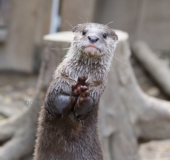 goma✨ (@otter_goma) / Posts / X