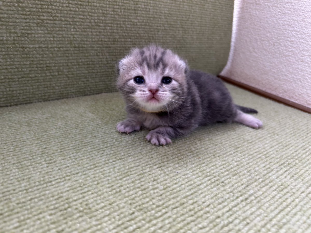 rozsa0302's tweet photo. 3頭デビューしました！
今回の子達もみんなかわいい♪ https://t.co/Ntkn1y0Xpc