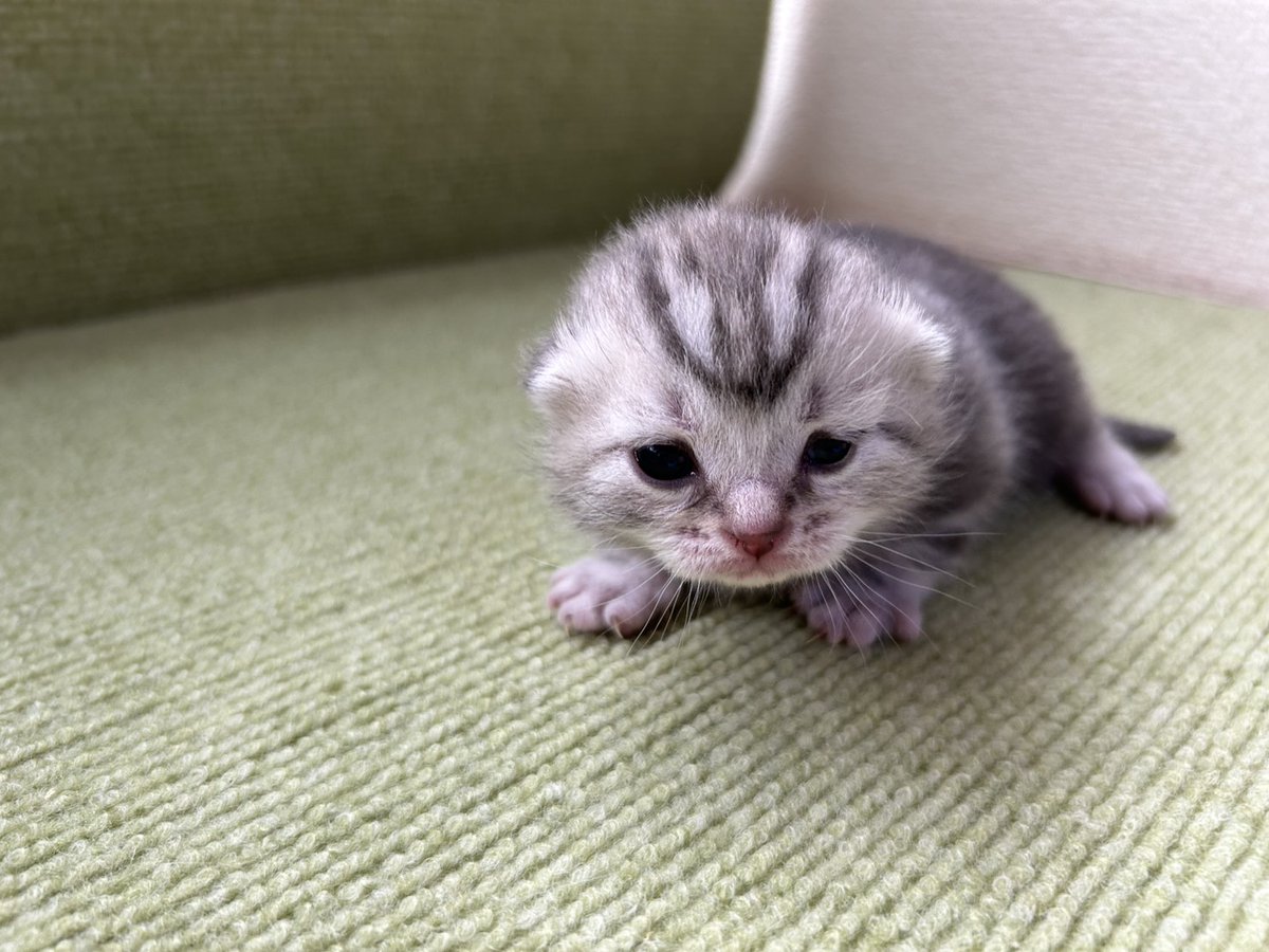 rozsa0302's tweet photo. 3頭デビューしました！
今回の子達もみんなかわいい♪ https://t.co/Ntkn1y0Xpc