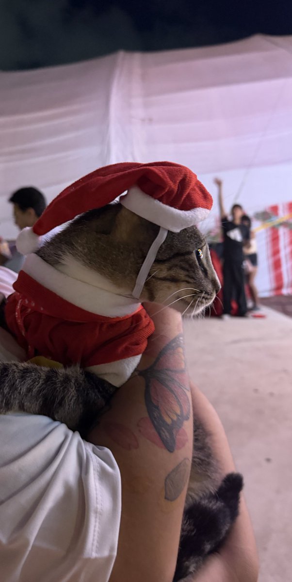 ando en la 28 de julio y m encontré un gatito super lindooo