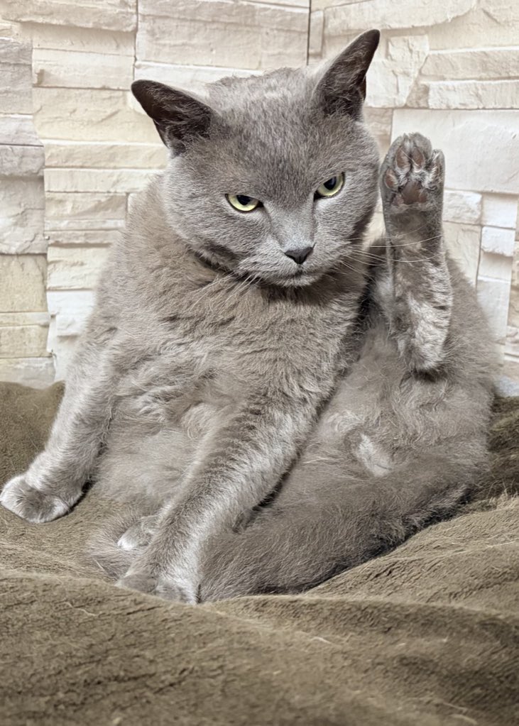 Post by ねこちあ on X: ラブリー三幻神