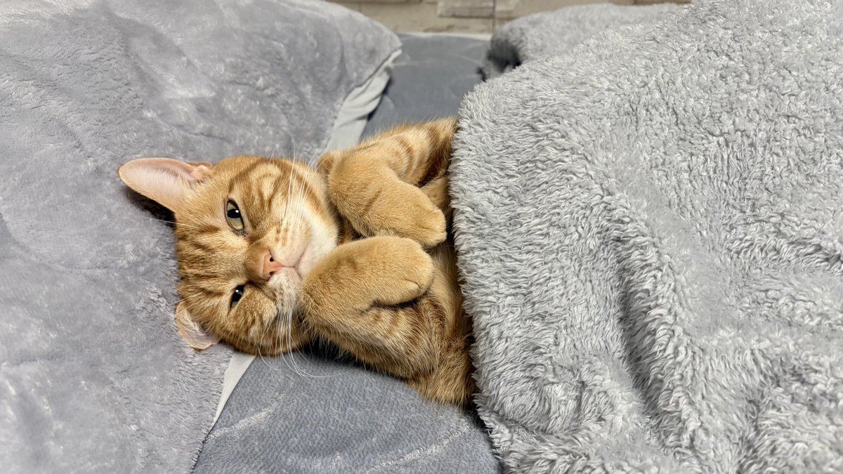 Post by ねこちあ on X: ラブリー三幻神