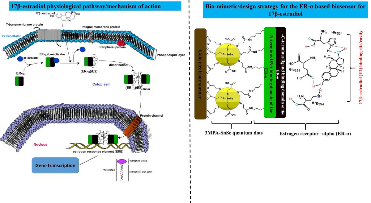 Biosensors_MDPI's tweet image. 📣Call for Reading:

#Article
Quantum Dot-Sensitised Estrogen Receptor-α-Based Biosensor for 17β-Estradiol

by Abongile N. Jijana, et al.

mdpi.com/2079-6374/13/2…

#QuantumDot #QDs #17βestradiol #AuE #wastewater #pollution
#biosensors #mdpi #openaccess