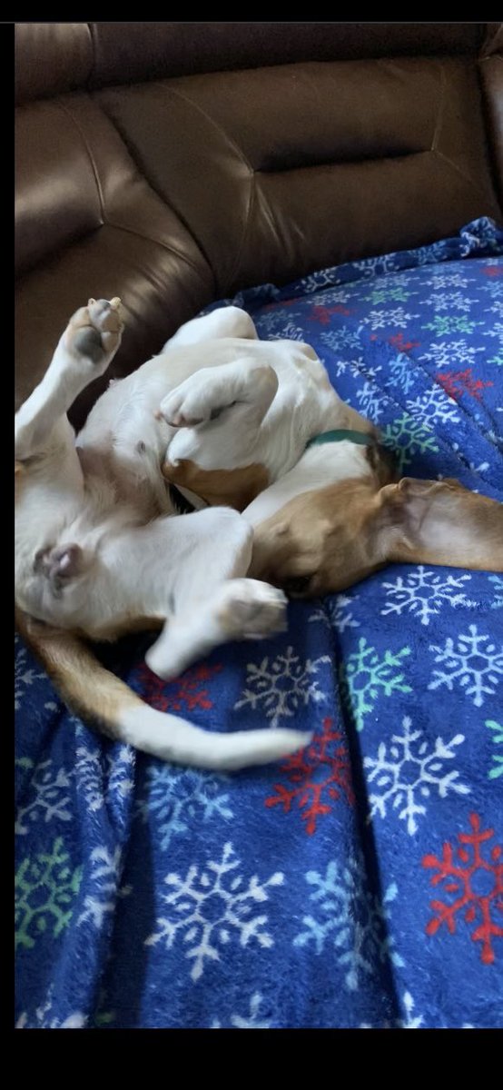 100% confirmable. #jessiesuchagoodgirl’s ears are purely decorative.