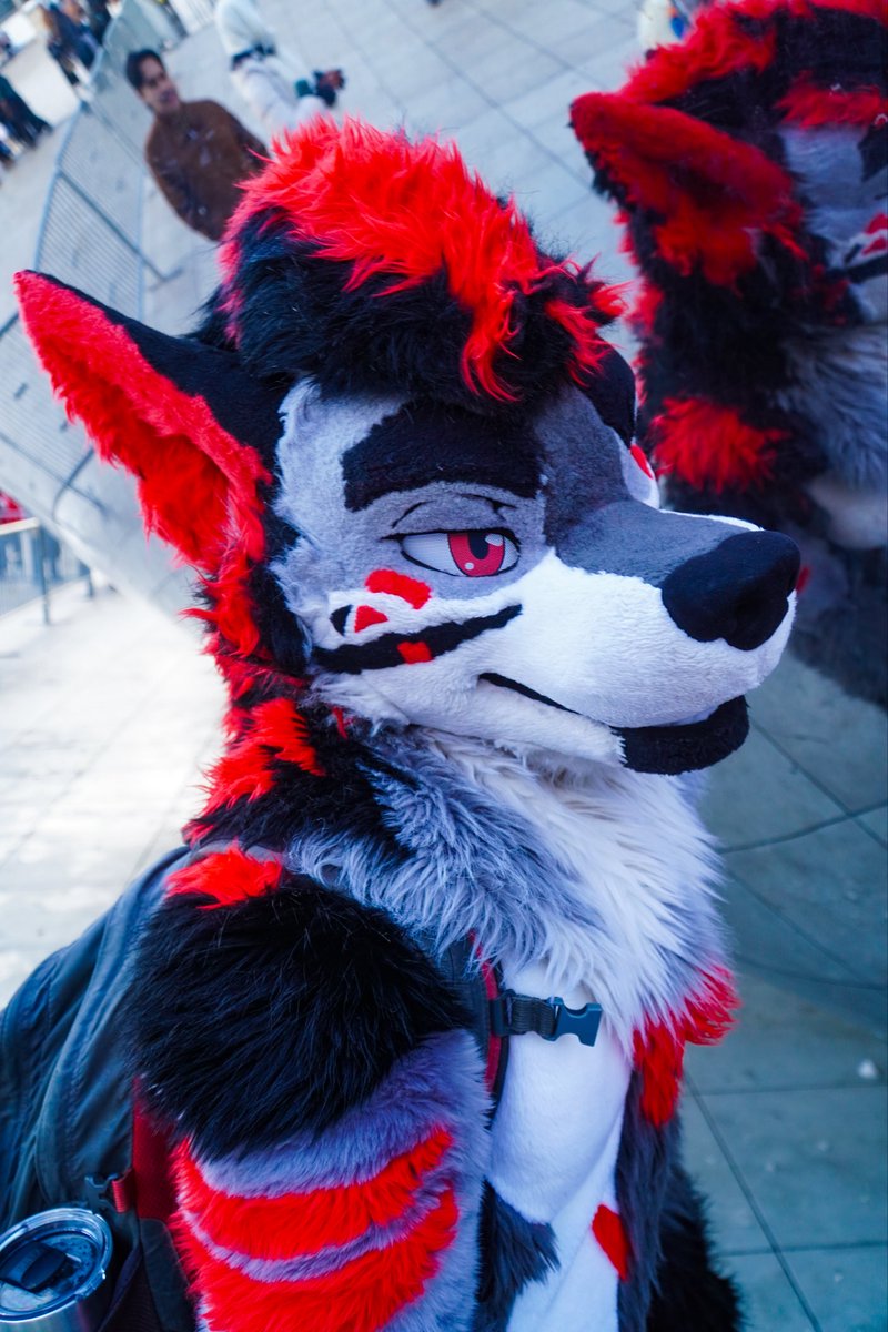 sheep 🔜 LVFC 🎲 tweet media