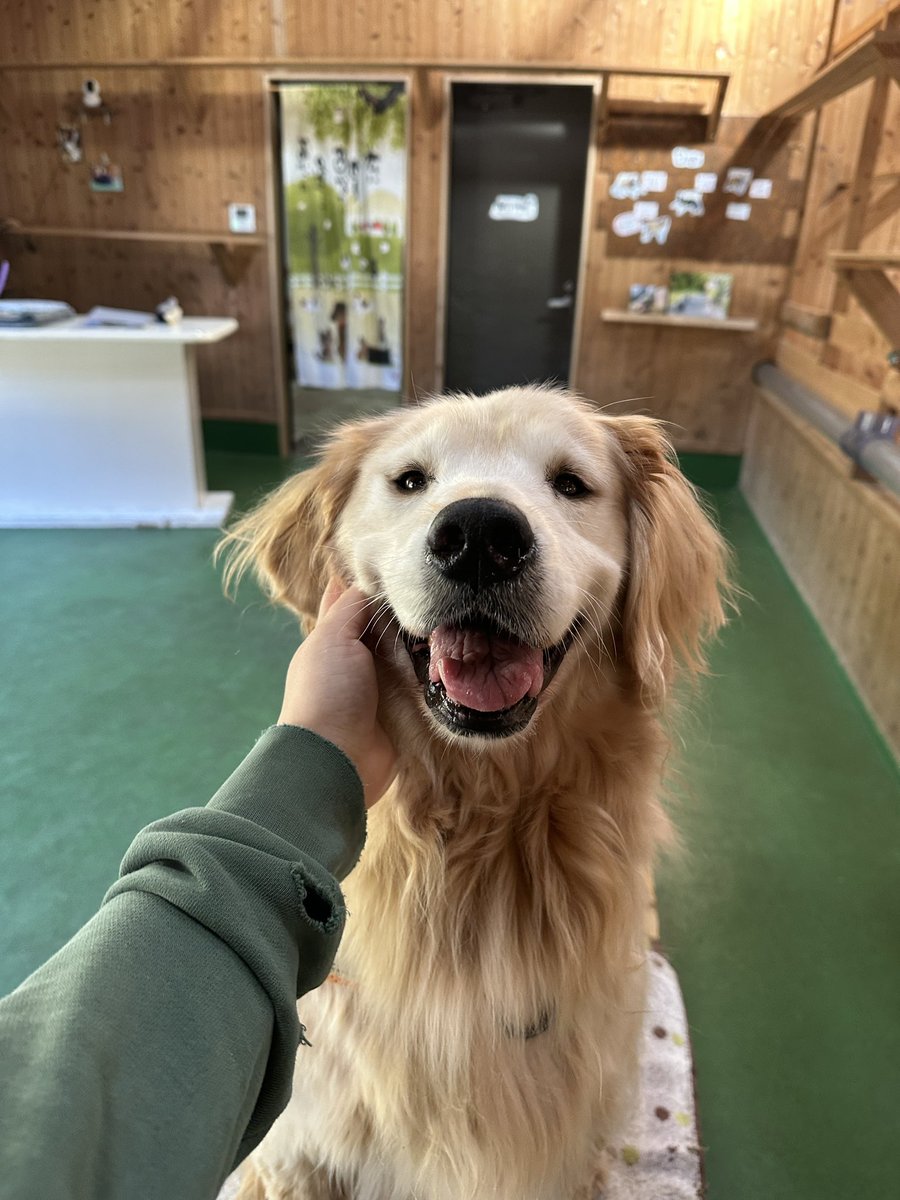 ゴールデンレトリバー 20210512_86c694.jpg