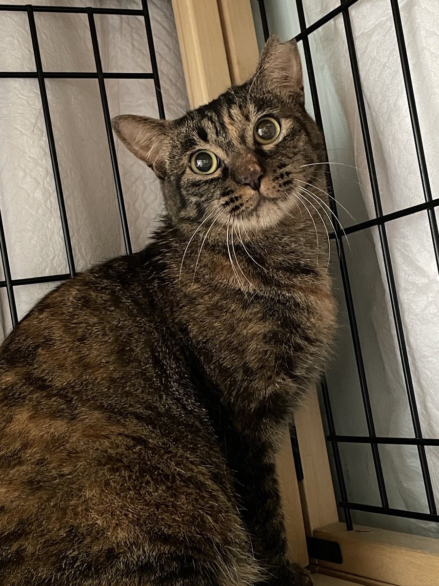 PEKO@12/31西1え36a脂華 (@ab_peko) / Posts / X