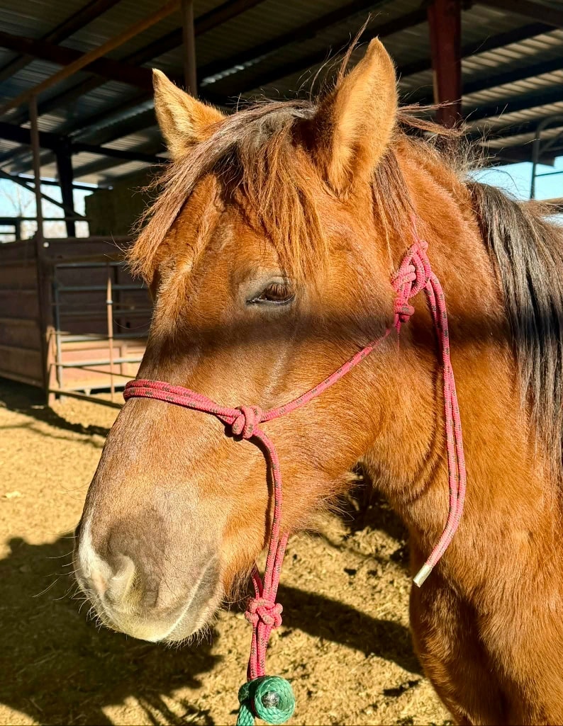 Salvation Wild Mustang Sanctuary tweet media