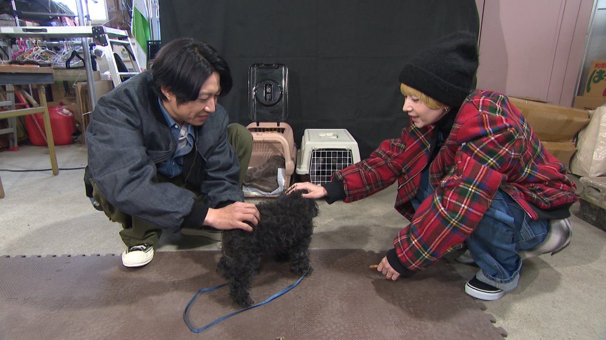 12/27の #嗚呼みんなの動物園 4時間SP

相葉トリミングに
先日スタジオにもお越しくださった
#木村カエラ さんが登場！

放送をお楽しみに🎶︎💕︎

#相葉雅紀