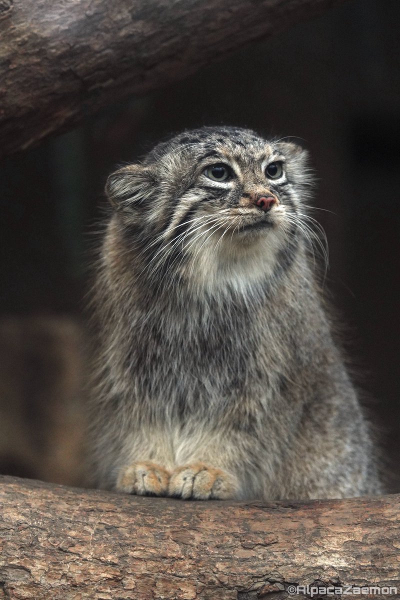 アルパカざえもん (@alpacazaemon) on Twitter photo 