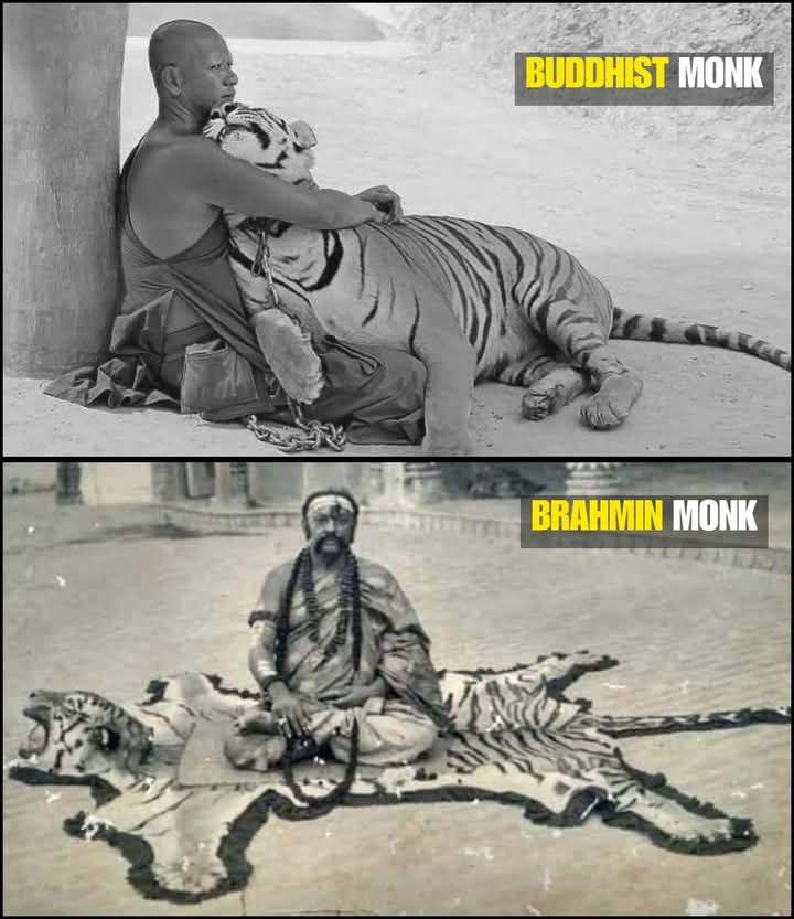AmbedkariteLM's tweet photo. There is a world of difference between those who kill the lion and those who protect the lion; becoming a Buddha is not easy. https://t.co/gUuqzkW4Af