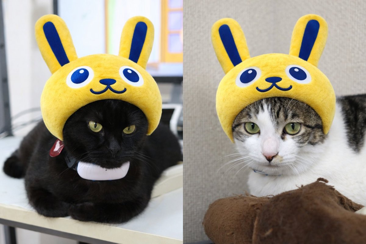 ちびにゃん🐈さいたま (@chibinyan_saita) / Posts / X