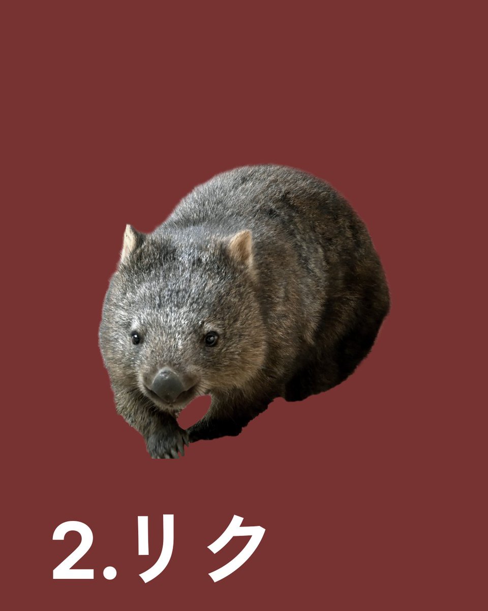 【新ウォンバットのお名前決定！】
新ウォンバット２頭の愛称は・・・
1.ソラ（オーストラリア名：ウーキー）
2.リク（オーストラリア名：ウーメラ）
に決定いたしました！👏👏

応募総数、なんと.._2,737件！
応募してくださった皆様、ありがとうございました。