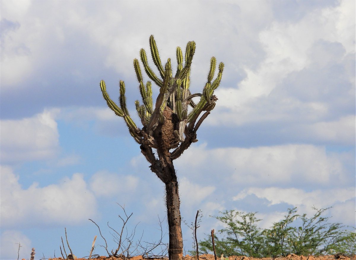 cjsbarros's tweet image. Cariri paraibano #Caatinga #paraiba #cactus #nordeste #biomabrasileiro