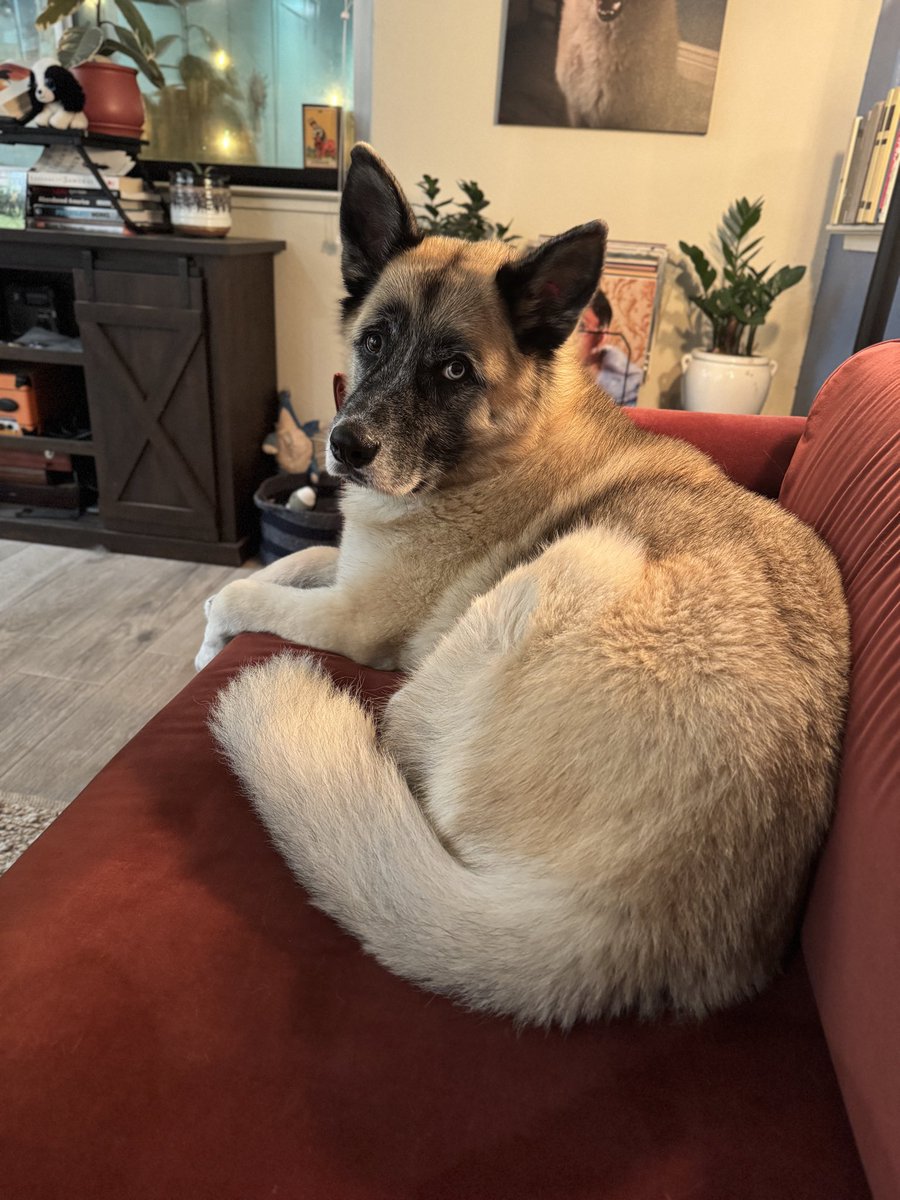 ૮ ・ ﻌ・ა Trash Puppy tweet media