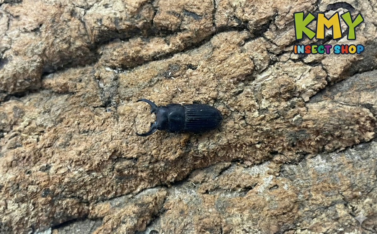 カブ太郎クワ次郎 (@1978insectkbkw) / Posts / X