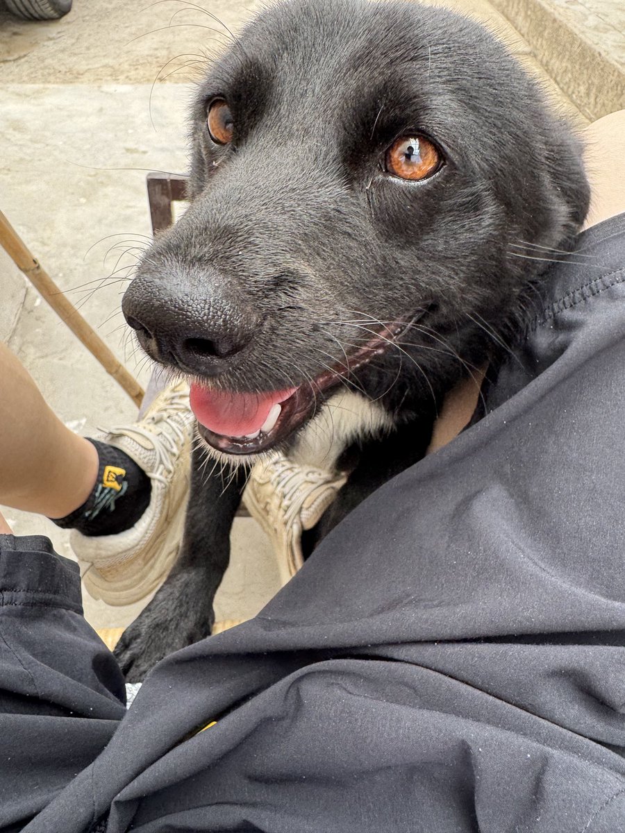 mingmingwaon's tweet image. #匆匆 
回来时，很远就来迎接我。离开时，后视镜小小的身影，追着追着，追不上了才停下来。听说等了半小时发现我不回来了，才转头回家。现在回想起来两年也只见过二十几次面。 它很像童年的我。