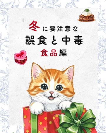 ねこページ 71AEO1wfKUL.jpg