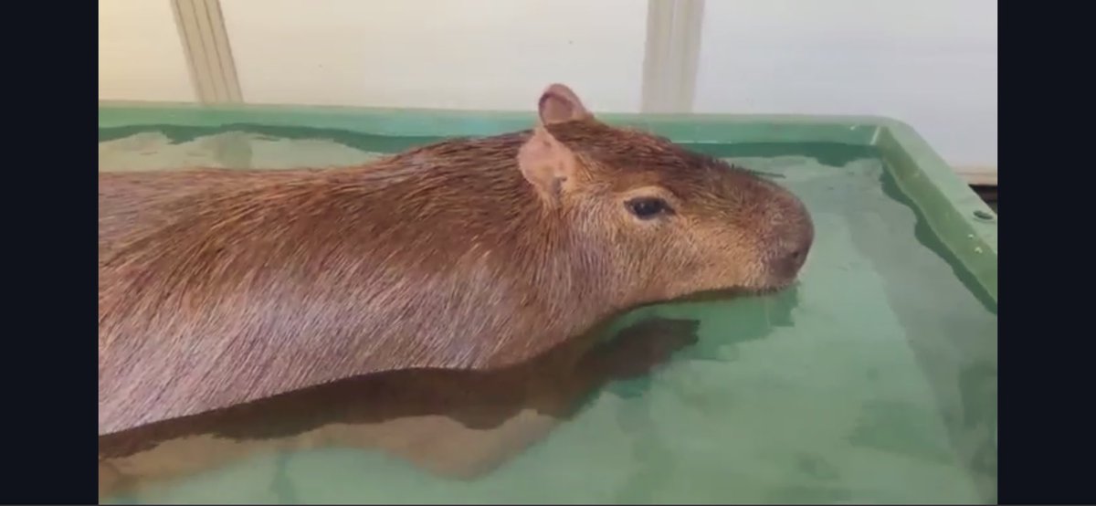 Rimuuuuuu1202's tweet image. お昼のふれあいタイム🌰🐹
マロンちゃん月曜日だね🌰✨️✨️
冬なのにプールに泳いでるマロンちゃん✨️
元気だね！
お昼もゆるーく頑張ろうι(｀･-･´)/