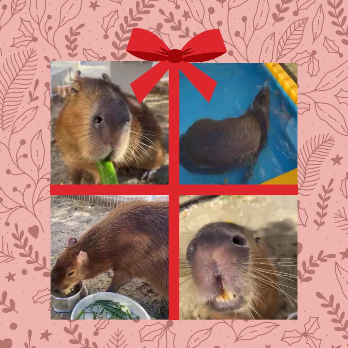 Rimuuuuuu1202's tweet image. お昼のふれあいタイム🌰🐹
マロンちゃん月曜日だね🌰✨️✨️
冬なのにプールに泳いでるマロンちゃん✨️
元気だね！
お昼もゆるーく頑張ろうι(｀･-･´)/