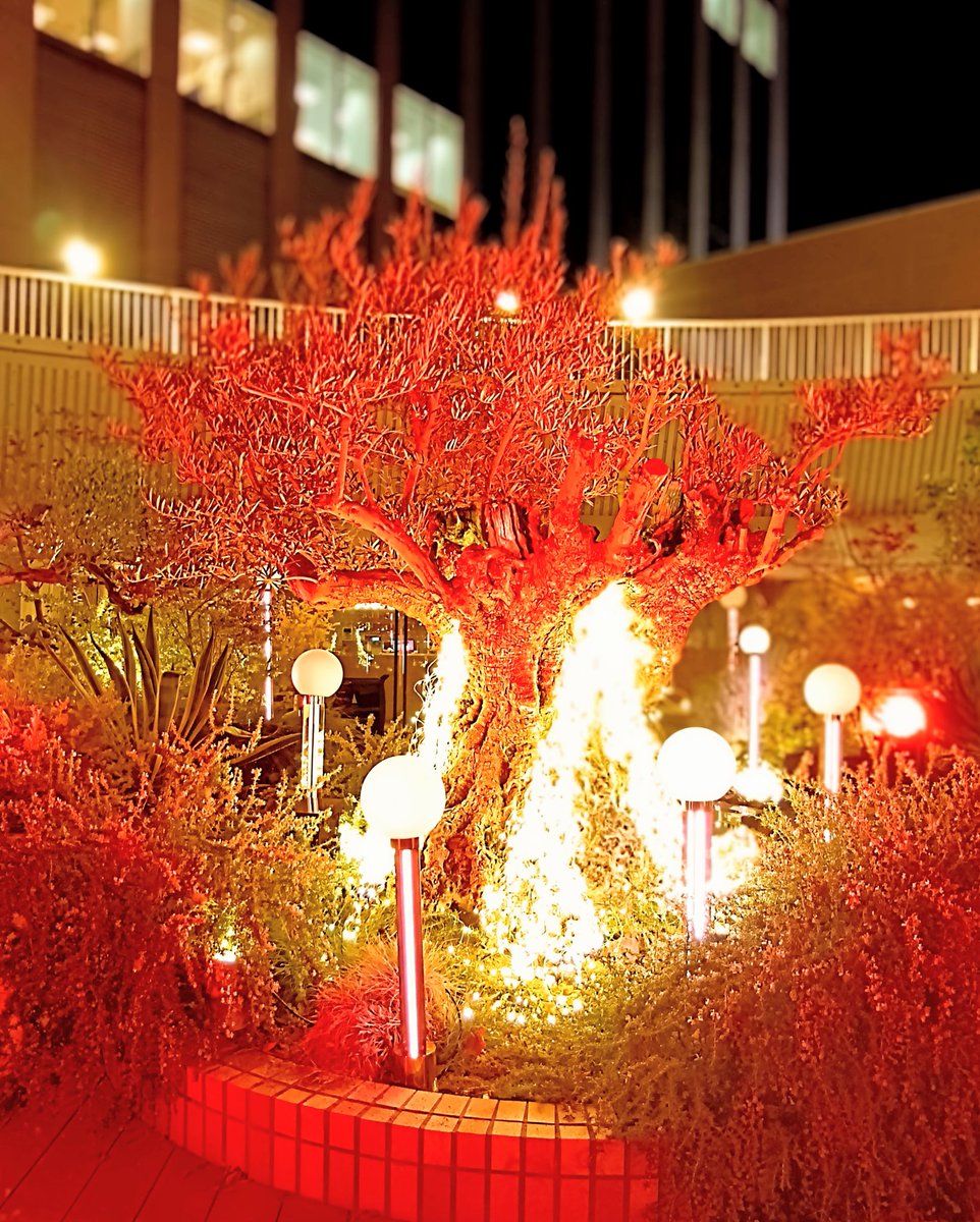 ˗ˏˋ 姉妹店情報  ˎˊ˗
ル･ノーブル神戸三宮店 <a href="/noble_kobe/">ル・ノーブル神戸三宮店 ｜ ブランド洋食器専門店</a> のある国際会館。その屋上では、プラントハンター西畠清順氏プロデュースの庭園「そらガーデン」がクリスマス限定でライトアップ中✨️
樹齢およそ500年のオリーブの木が幻想的に彩られます🎄