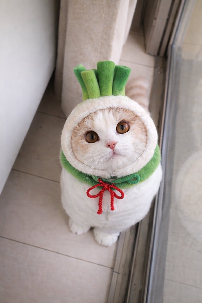 tororo1215x's tweet photo. 流行りに乗っかってみました🐱 https://t.co/Ry4NWgWbhC