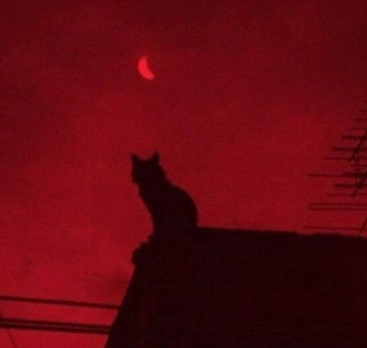 murdermeviolent's tweet image. :¨ ·.· ¨: 
`· .  Liz ﹒ 26 ⠀⠀✚ ₊⠀stoner; depressed; not for the mentally well ⋆ i like weed, my cats, and my bf hi let's be moots &amp;lt;3  #venttwt #stonertwt #shtwt