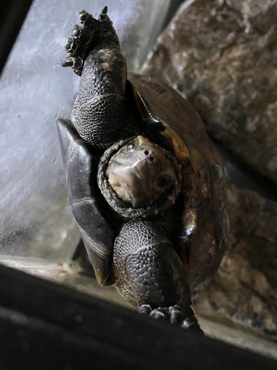 nao です⭐ こっちを見てたので出してあげました🐢💕 #イシガメ