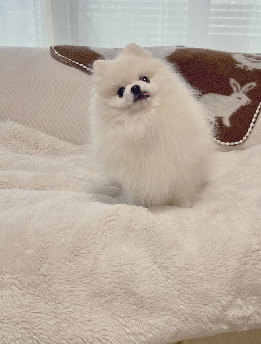 ポメラニアもふもふ3匹 (@ak1toPome) / Posts / X