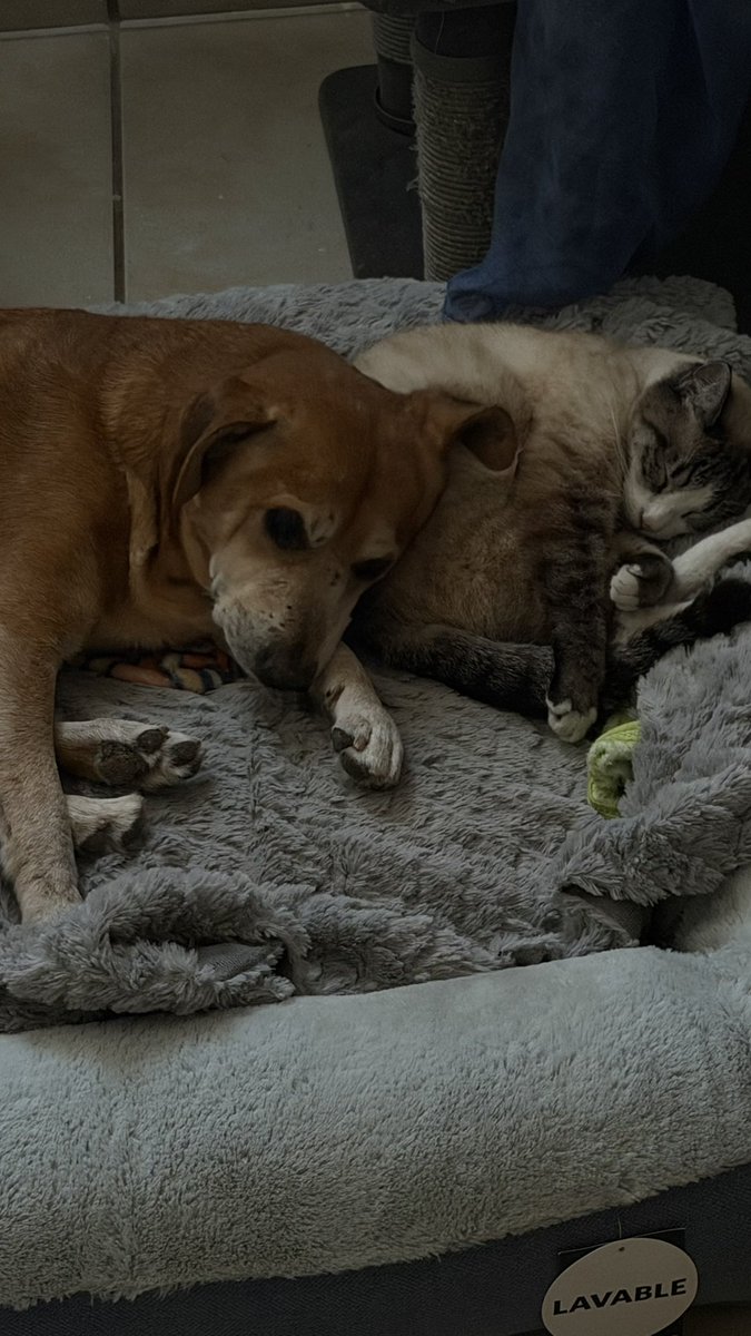 Luisa (@crasiul) on Twitter photo 