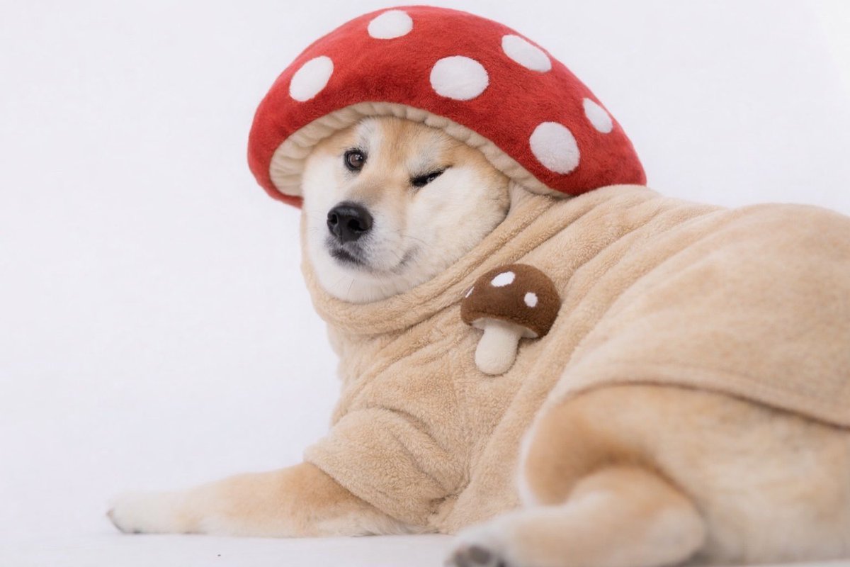 もちごめ兄弟 (@mochigome810) / Posts / X