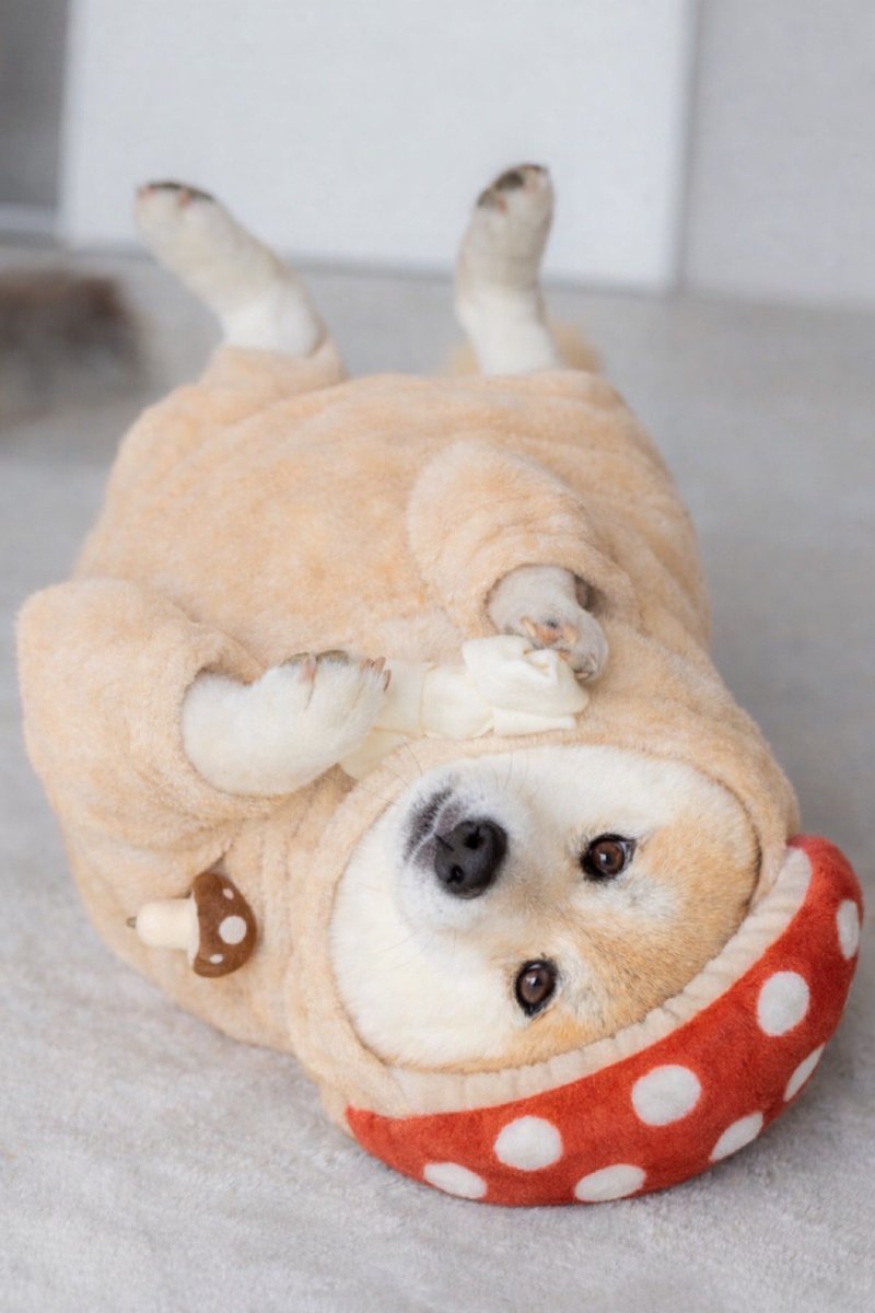 もちごめ兄弟 (@mochigome810) / Posts / X