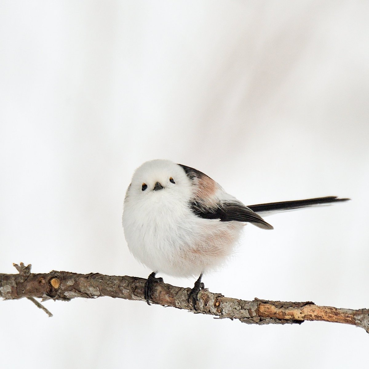 ゆりかご　シマエナガちゃん シマエナガちゃん♡ #これソニーで撮りました
